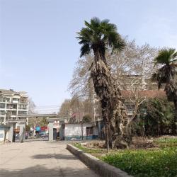 木材厂带队清障，赴武汉市硚口区三院